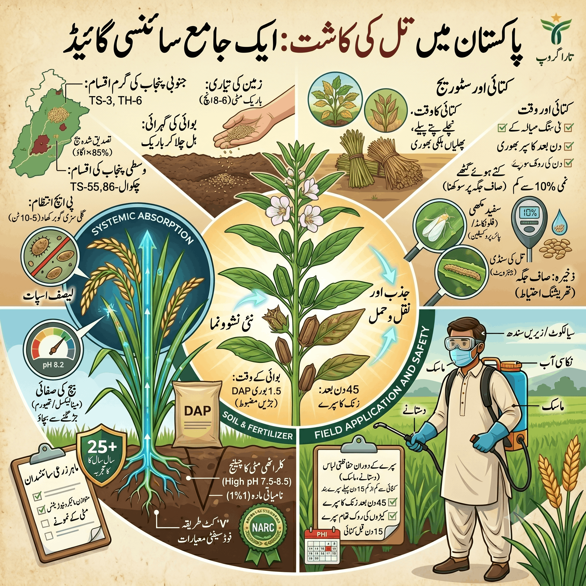Sesame Crop / تل کی کاشت: جدید طریقہ کار اور پیداواری ٹیکنالوجی