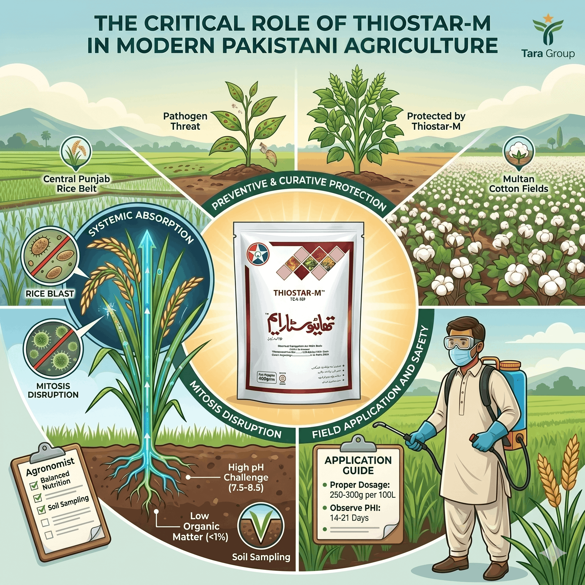 Why Farmers Trust Thiostar M (Thiophanate Methyl) 400gm by Tara Group: A Senior Agronomist’s Guide / کسانوں کا 'تھیاسٹار ایم' (Thiophanate Methyl) پر بھروسہ کیوں؟: ایک ماہر زرعی سائنسدان کی رائے