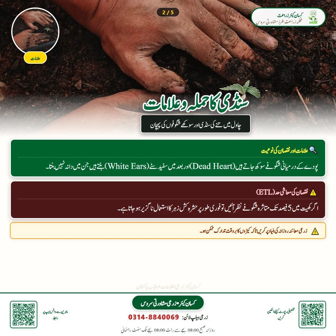 Farming Advisory: Jaffer Technology News - Varieties & Agronomy