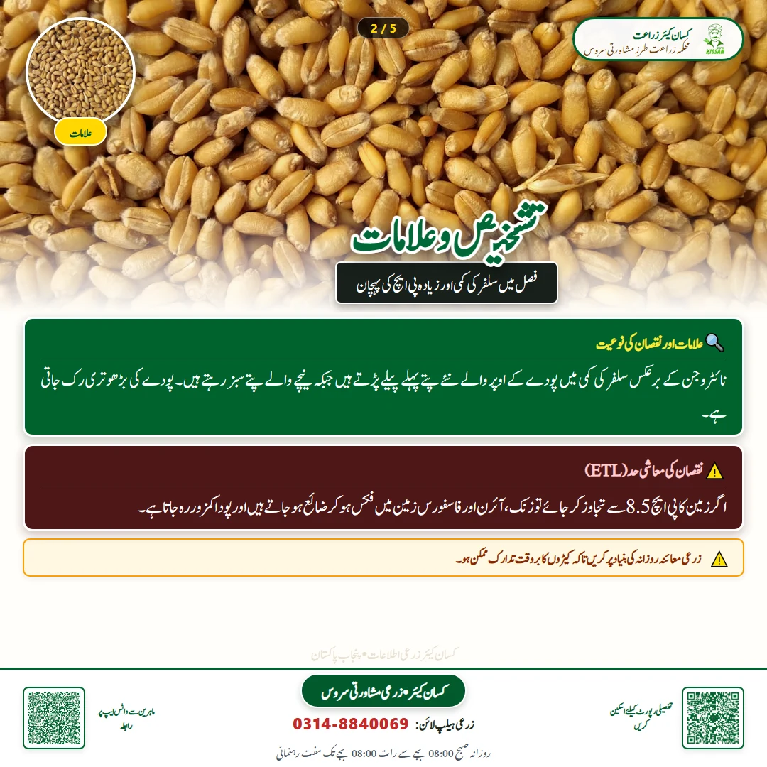 Farming Advisory: Sulphur Application and Soil pH Management - Varieties & Agronomy