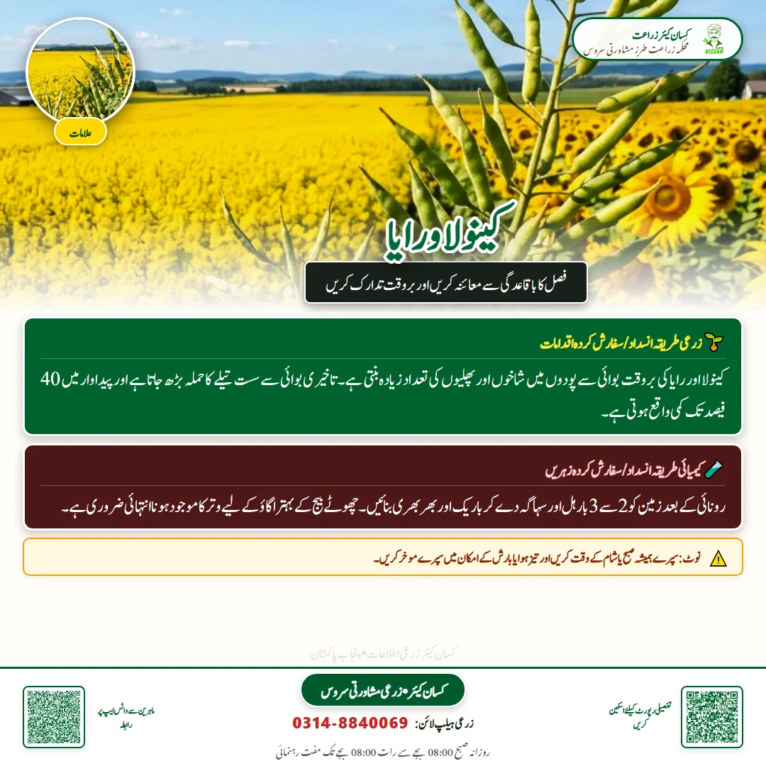 Farming Advisory: Early Sowing of Canola and Raya for Maximum Oil Yield / کینولا اور رایا کی اگیتی کاشت