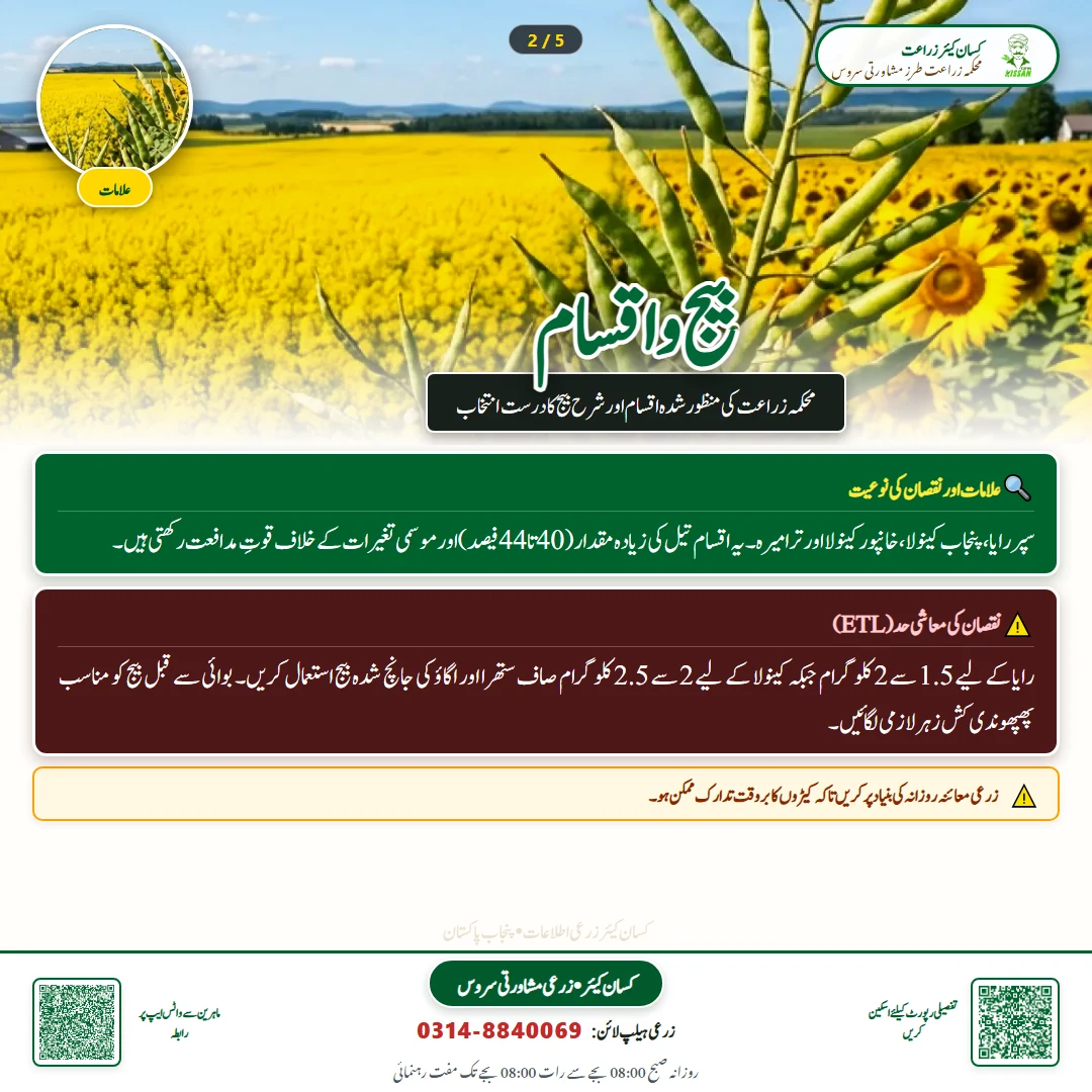 Farming Advisory: Early Sowing of Canola and Raya for Maximum Oil Yield / کینولا اور رایا کی اگیتی کاشت - Varieties & Agronomy