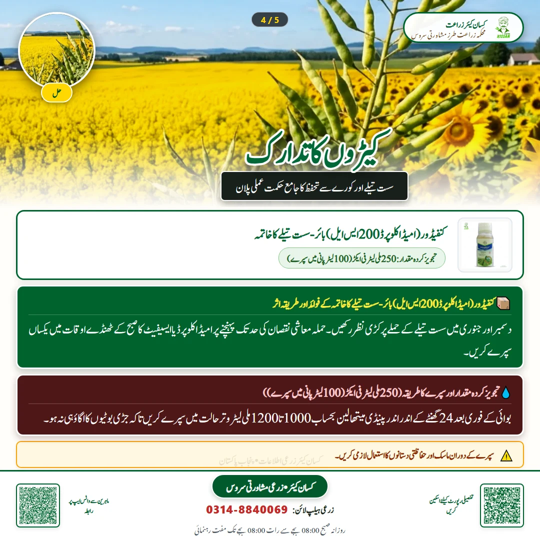 Farming Advisory: Early Sowing of Canola and Raya for Maximum Oil Yield / کینولا اور رایا کی اگیتی کاشت - Pest Control & Spray Schedule
