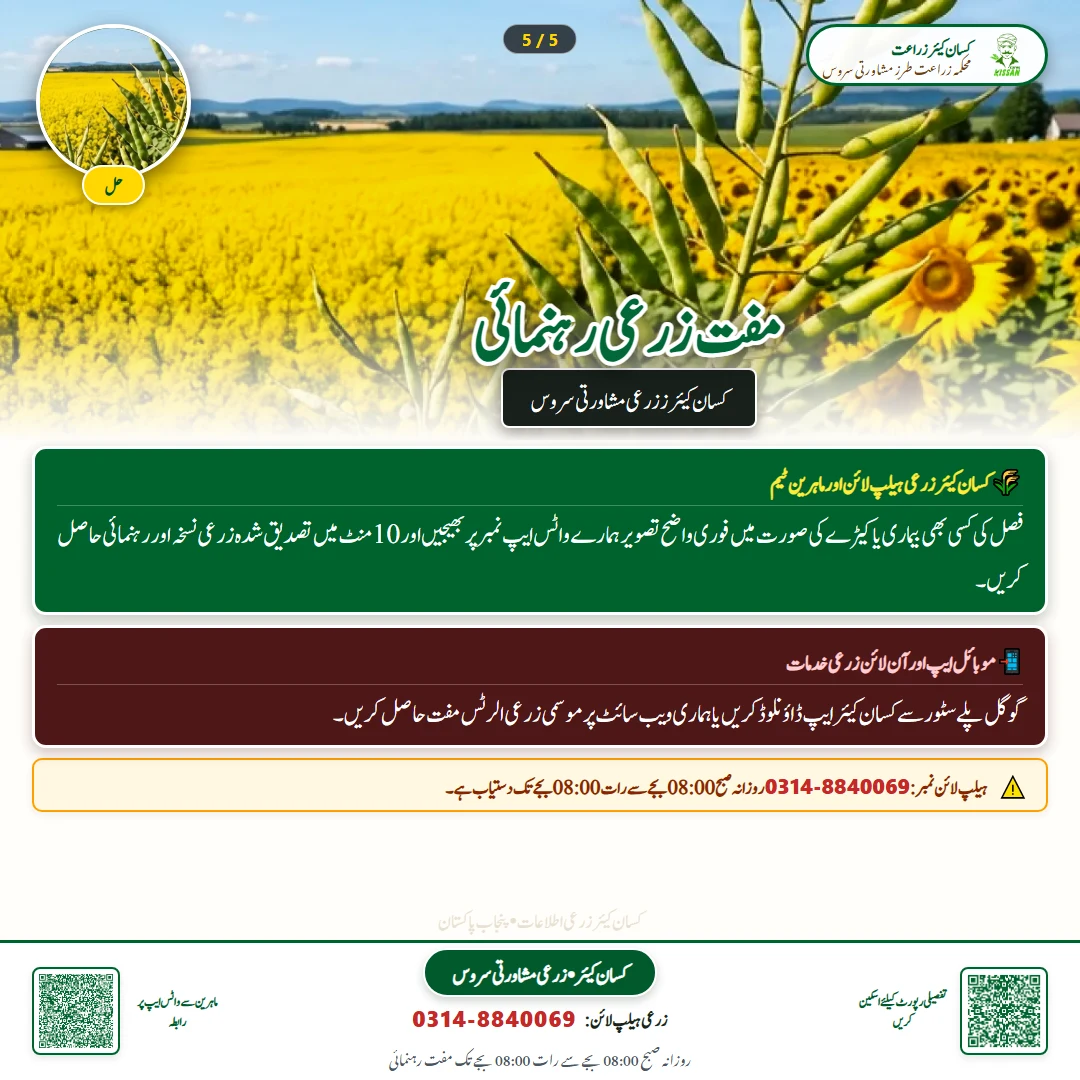 Farming Advisory: Early Sowing of Canola and Raya for Maximum Oil Yield / کینولا اور رایا کی اگیتی کاشت - Govt Recommendations & Helpline