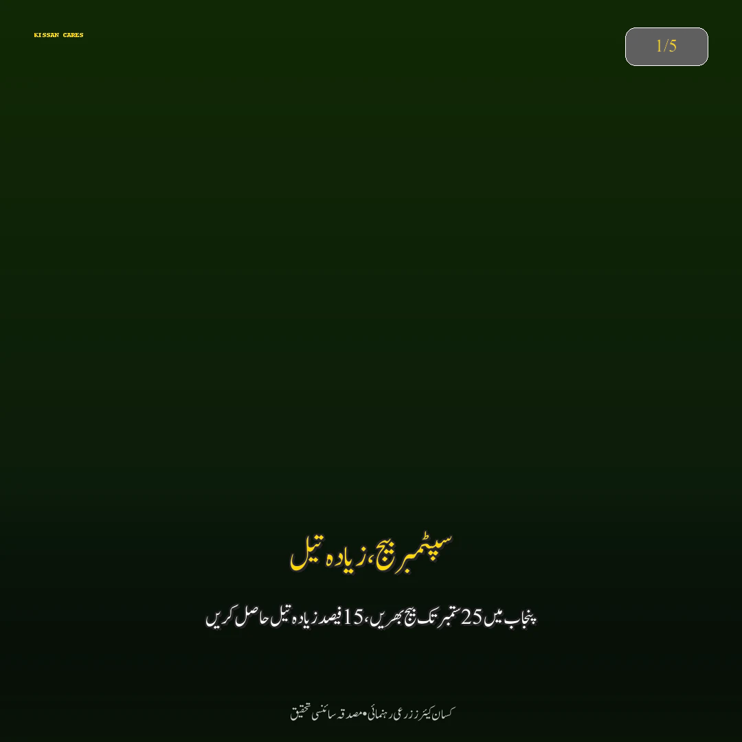 Farming Advisory: کینولا اور رایا کی اگیتی کاشت: ستمبر کے آخری عشرے میں زیادہ تیل دینے والی اقسام