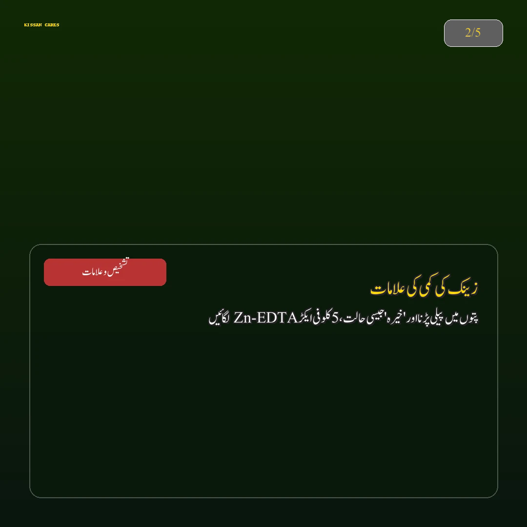 Farming Advisory: کینولا اور رایا کی اگیتی کاشت: ستمبر کے آخری عشرے میں زیادہ تیل دینے والی اقسام - Varieties & Agronomy