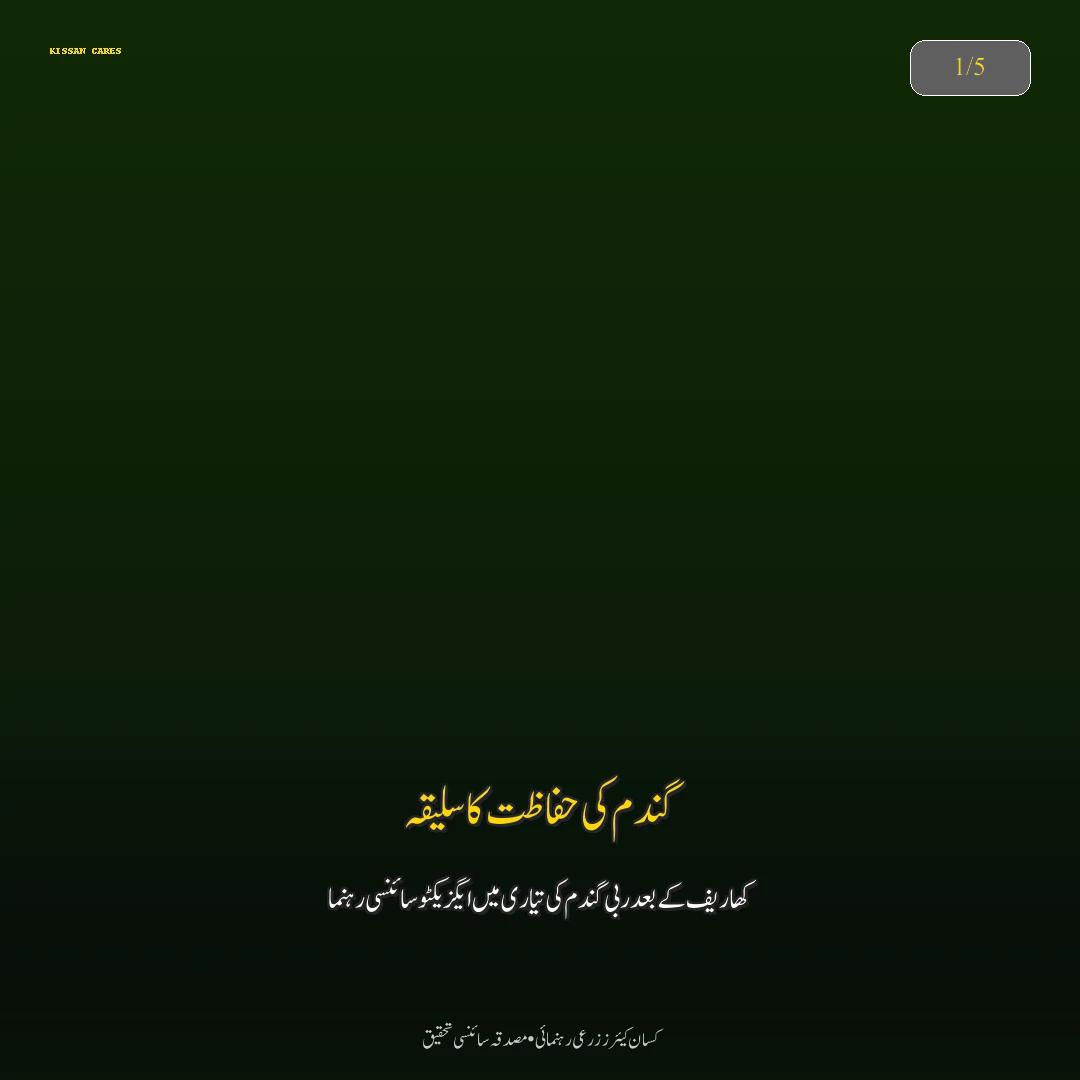 Pest & Disease Control: دھان کی فصل کی ہارویسٹنگ اور باسمتی چاول میں نمی کا درست تناسب (Moisture Control) (Focus on Wheat)