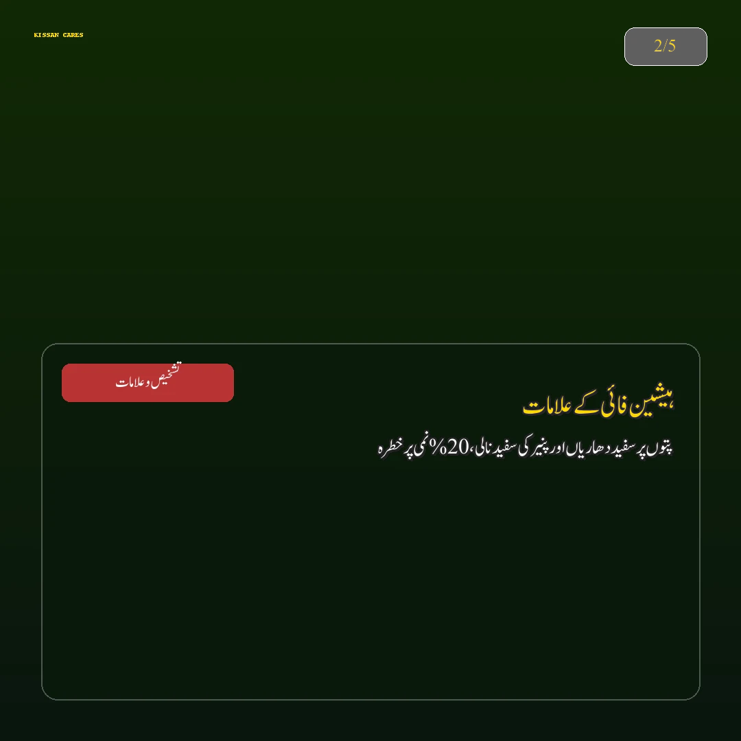 Pest & Disease Control: دھان کی فصل کی ہارویسٹنگ اور باسمتی چاول میں نمی کا درست تناسب (Moisture Control) (Focus on Wheat) - Varieties & Agronomy