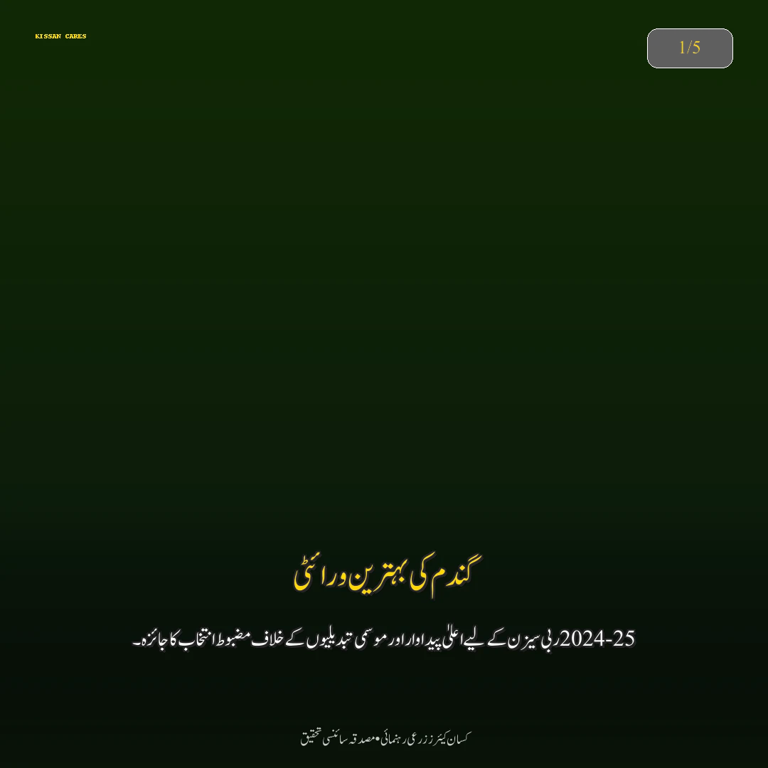 Farming Advisory: گندم کی زیادہ پیداوار دینے والی تصدیق شدہ اقسام: اکبر 19، غازی 19 اور دلکش 20 کا موازنہ
