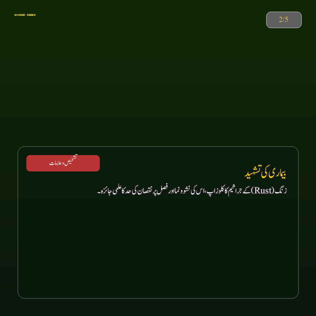Farming Advisory: گندم کی زیادہ پیداوار دینے والی تصدیق شدہ اقسام: اکبر 19، غازی 19 اور دلکش 20 کا موازنہ - Varieties & Agronomy