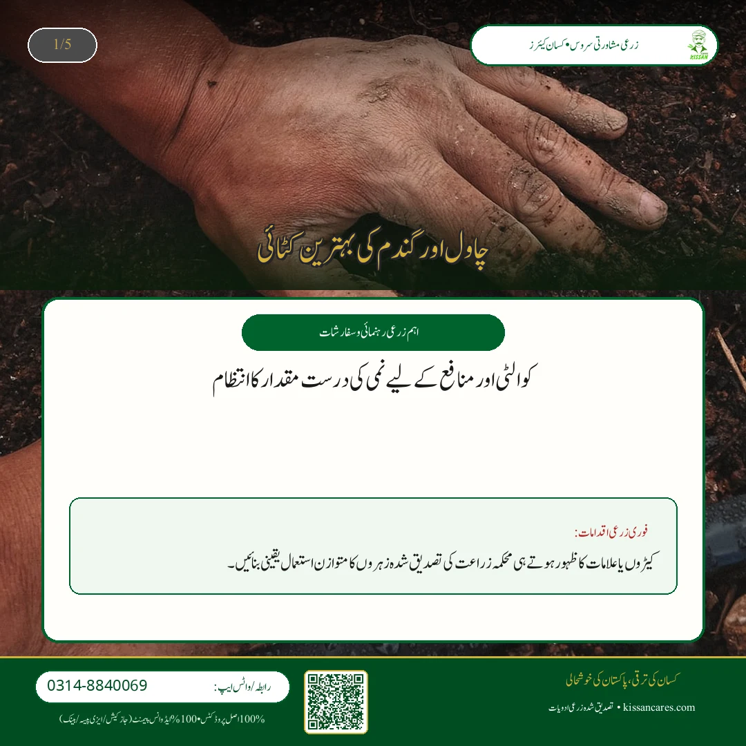 دھان کی فصل کی ہارویسٹنگ اور باسمتی چاول میں نمی کا درست تناسب (Moisture Control)