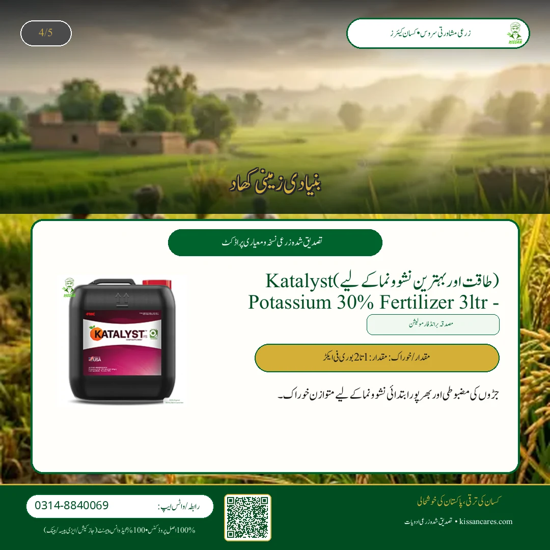 دھان کی فصل کی ہارویسٹنگ اور باسمتی چاول میں نمی کا درست تناسب (Moisture Control) - Pest Control & Spray Schedule