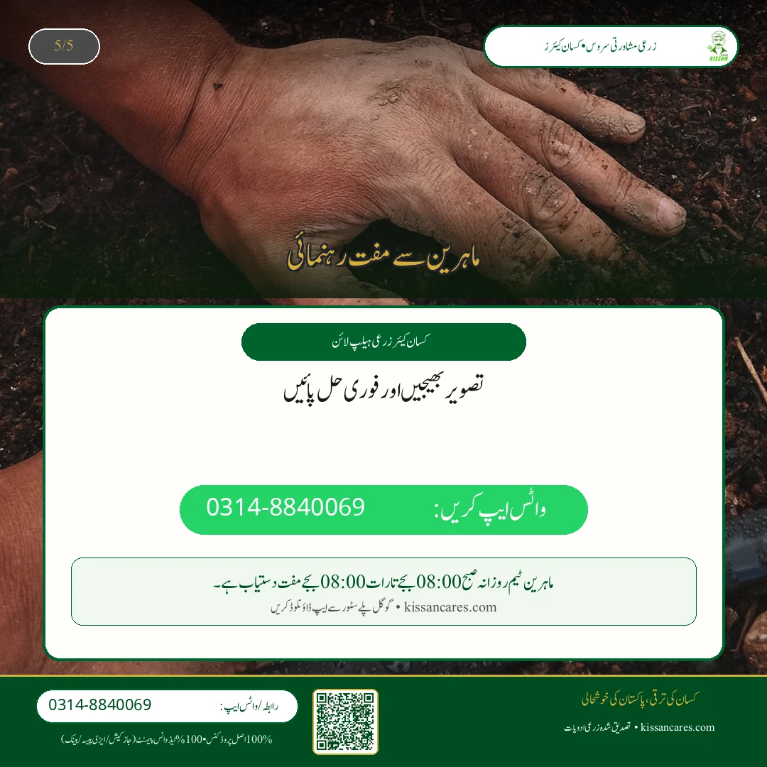 دھان کی فصل کی ہارویسٹنگ اور باسمتی چاول میں نمی کا درست تناسب (Moisture Control) - Govt Recommendations & Helpline