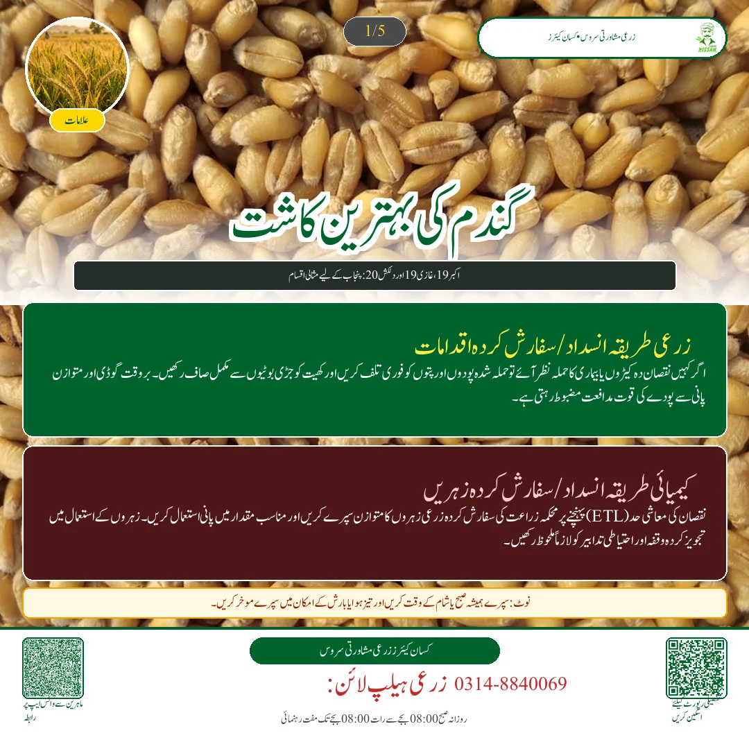 گندم کی زیادہ پیداوار دینے والی تصدیق شدہ اقسام: اکبر 19، غازی 19 اور دلکش 20 کا موازنہ