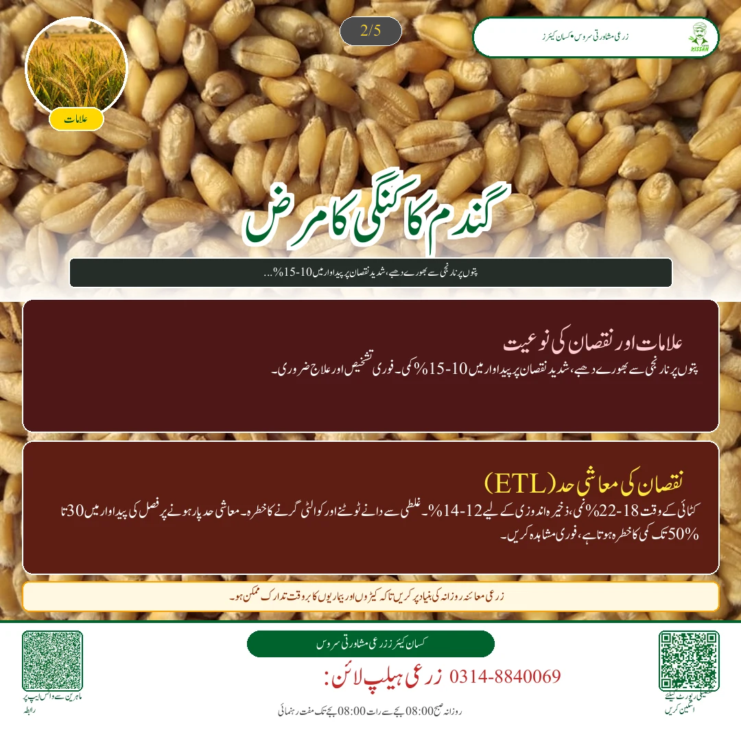 گندم کی زیادہ پیداوار دینے والی تصدیق شدہ اقسام: اکبر 19، غازی 19 اور دلکش 20 کا موازنہ - Varieties & Agronomy