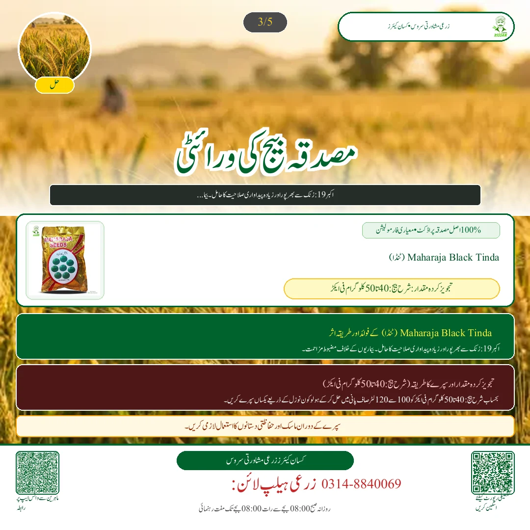 گندم کی زیادہ پیداوار دینے والی تصدیق شدہ اقسام: اکبر 19، غازی 19 اور دلکش 20 کا موازنہ - Fertilizer & Soil Nutrition