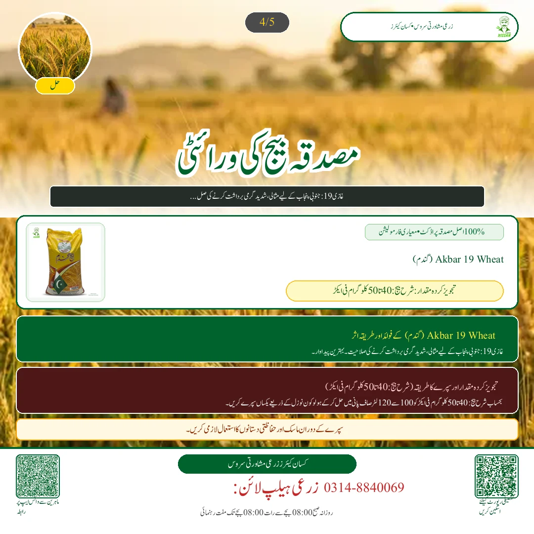 گندم کی زیادہ پیداوار دینے والی تصدیق شدہ اقسام: اکبر 19، غازی 19 اور دلکش 20 کا موازنہ - Pest Control & Spray Schedule