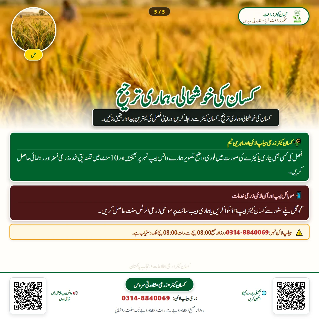 گندم کی زیادہ پیداوار دینے والی تصدیق شدہ اقسام: اکبر 19، غازی 19 اور دلکش 20 کا موازنہ - Govt Recommendations & Helpline