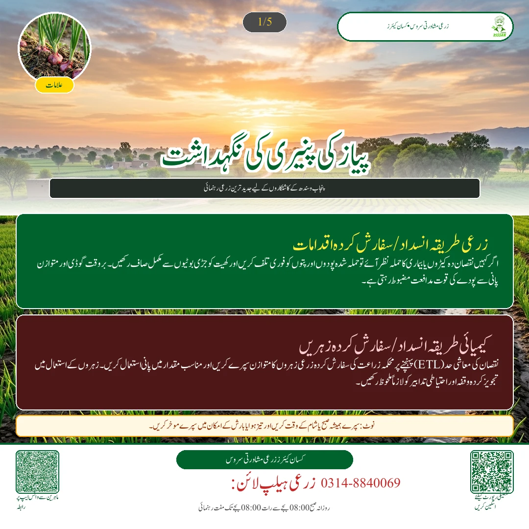 Onion: پیاز کی پنیری کی نگہداشت: فنگس کش ادویات اور پودوں کا مرجھاؤ روکنے کے نسخے