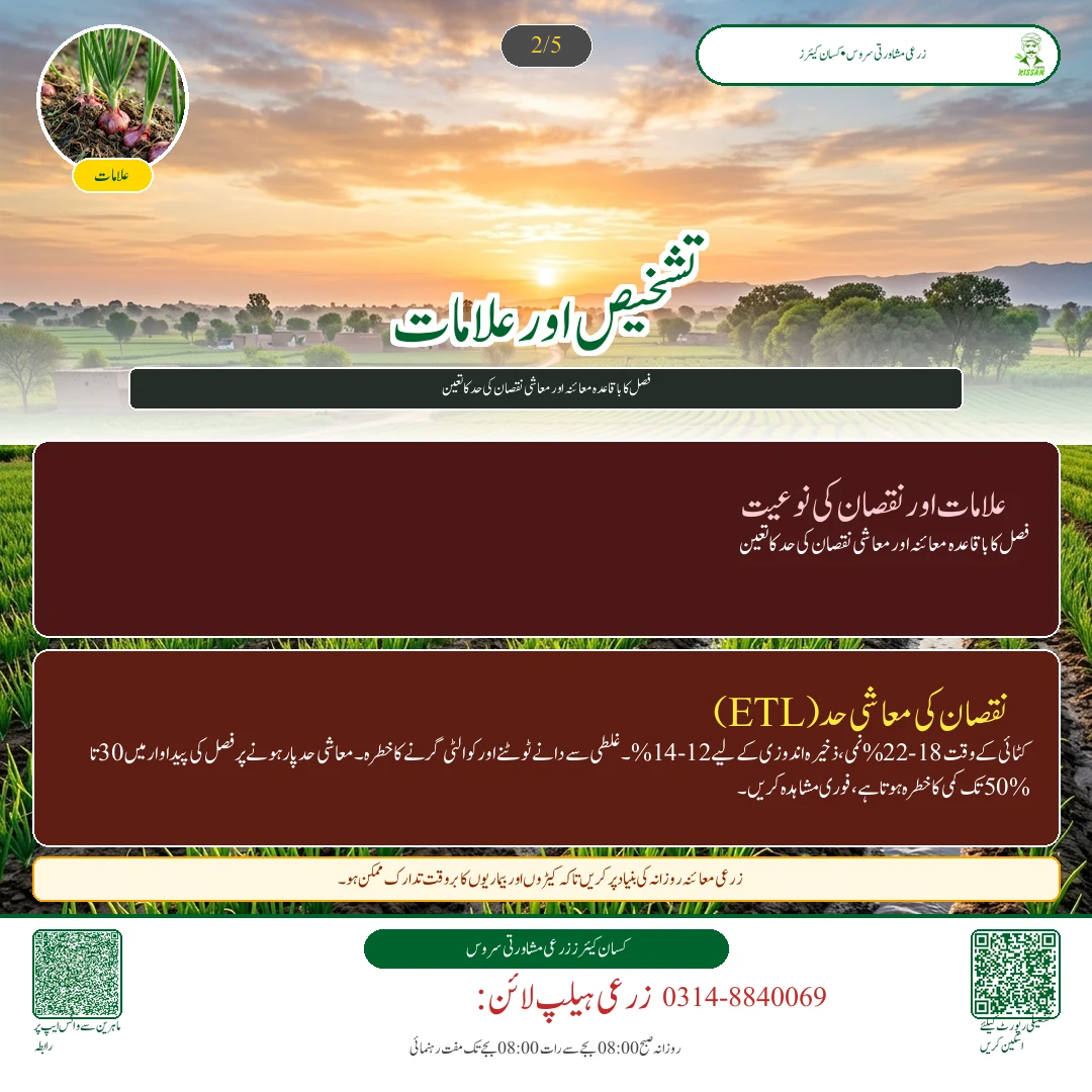 Onion: پیاز کی پنیری کی نگہداشت: فنگس کش ادویات اور پودوں کا مرجھاؤ روکنے کے نسخے - Varieties & Agronomy