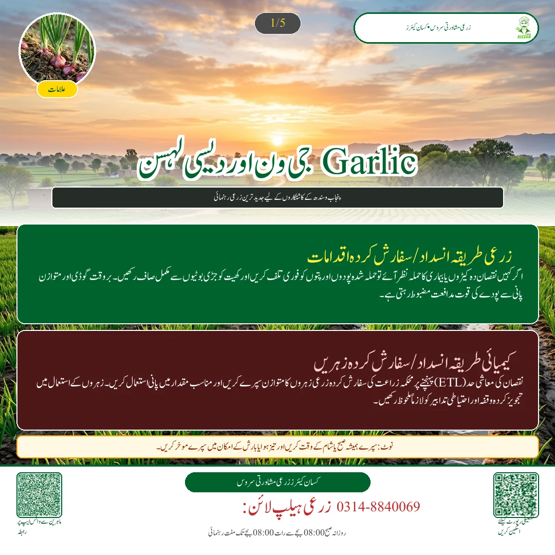 Garlic: جی ون اور دیسی لہسن کی بیڈز پر کاشت: پوتھیوں کا درمیانی فاصلہ اور جڑی بوٹی مار زہریں
