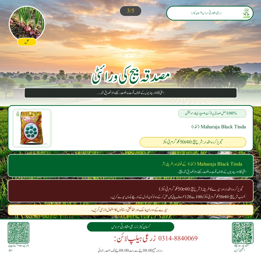 Garlic: جی ون اور دیسی لہسن کی بیڈز پر کاشت: پوتھیوں کا درمیانی فاصلہ اور جڑی بوٹی مار زہریں - Fertilizer & Soil Nutrition