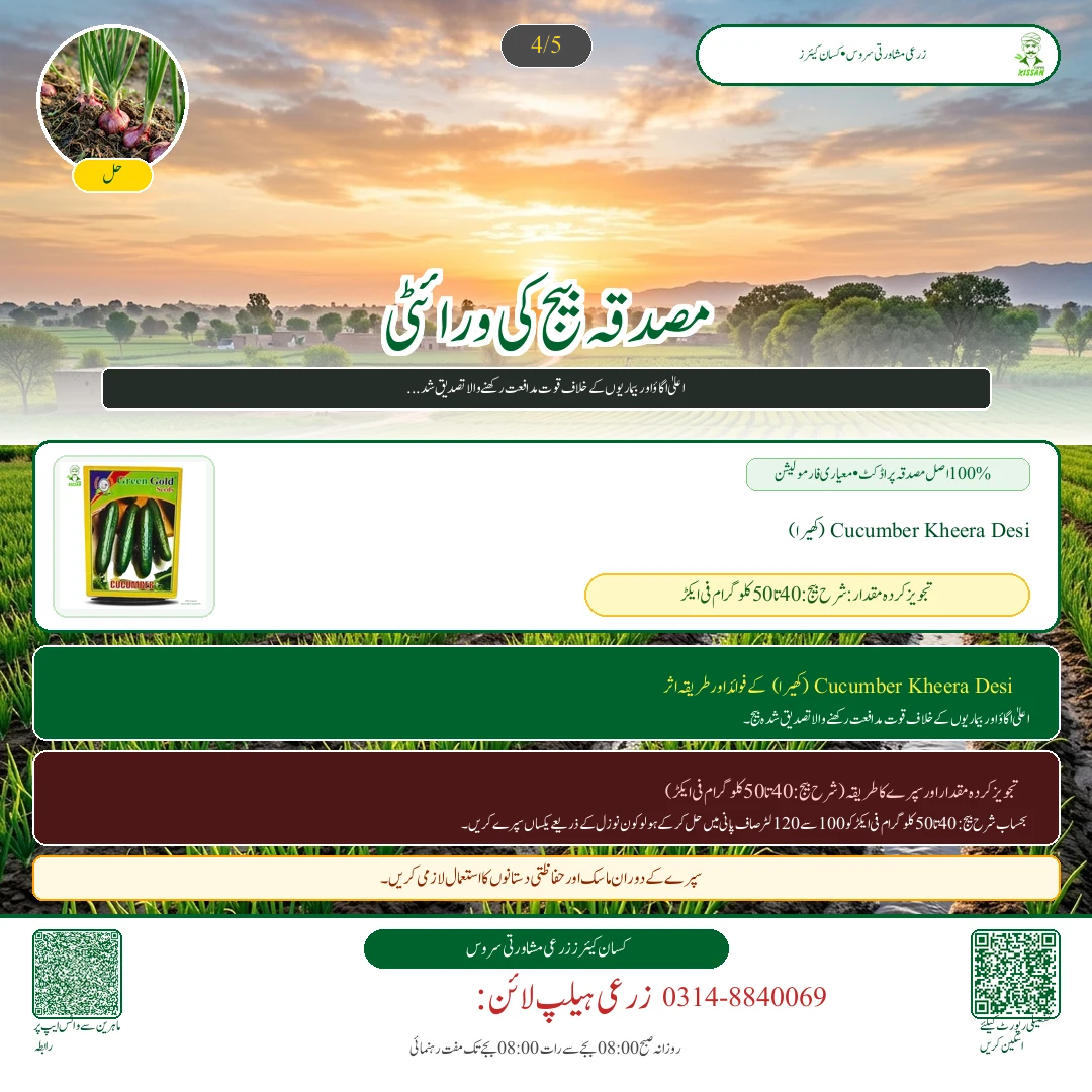 Garlic: جی ون اور دیسی لہسن کی بیڈز پر کاشت: پوتھیوں کا درمیانی فاصلہ اور جڑی بوٹی مار زہریں - Pest Control & Spray Schedule