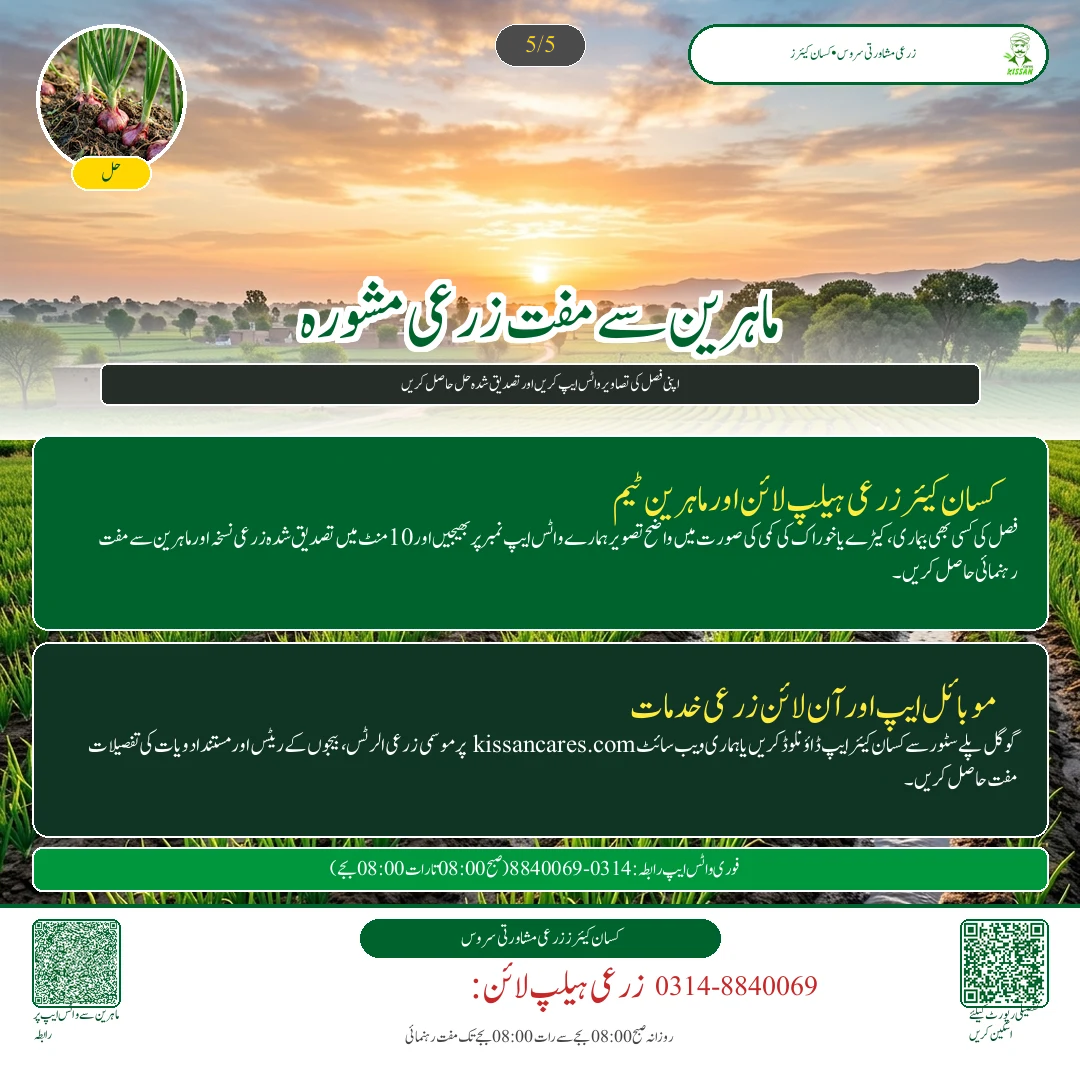 Garlic: جی ون اور دیسی لہسن کی بیڈز پر کاشت: پوتھیوں کا درمیانی فاصلہ اور جڑی بوٹی مار زہریں - Govt Recommendations & Helpline