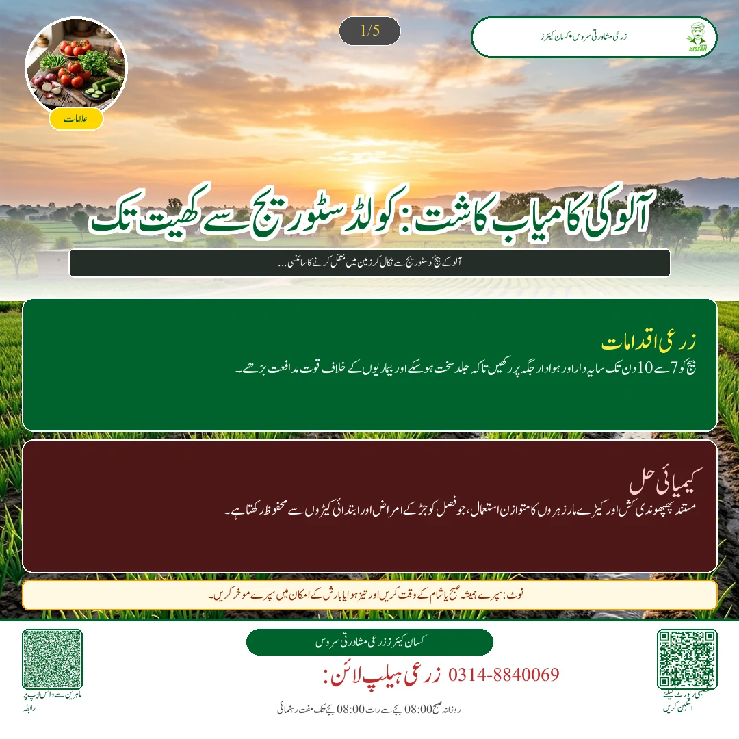 Potato: آلو کی بہاریہ فصل کے لیے کولڈ سٹوریج سے بیج کی تیاری اور پھپھوندی کش زہر سے علاج