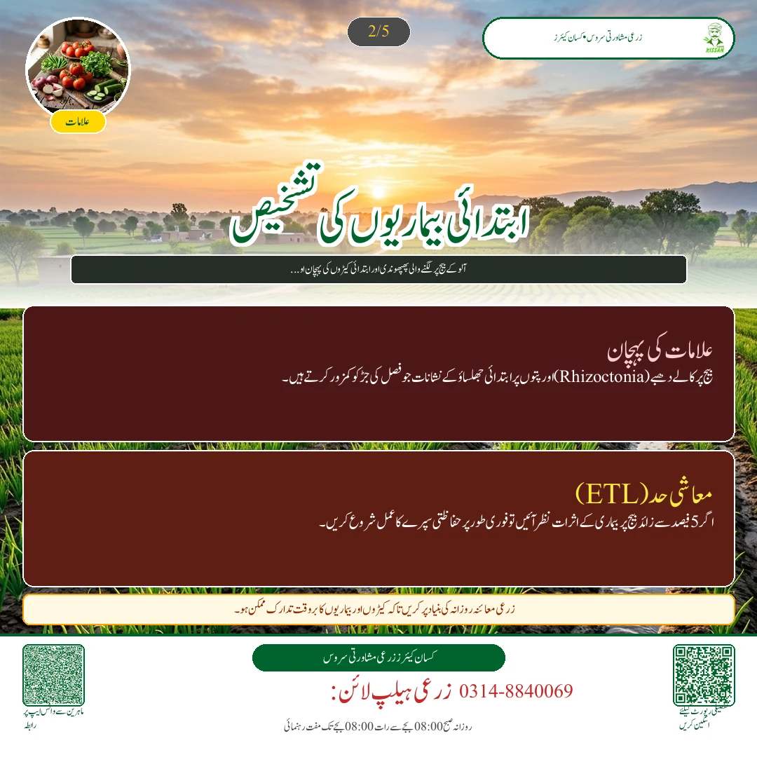 Potato: آلو کی بہاریہ فصل کے لیے کولڈ سٹوریج سے بیج کی تیاری اور پھپھوندی کش زہر سے علاج - Varieties & Agronomy
