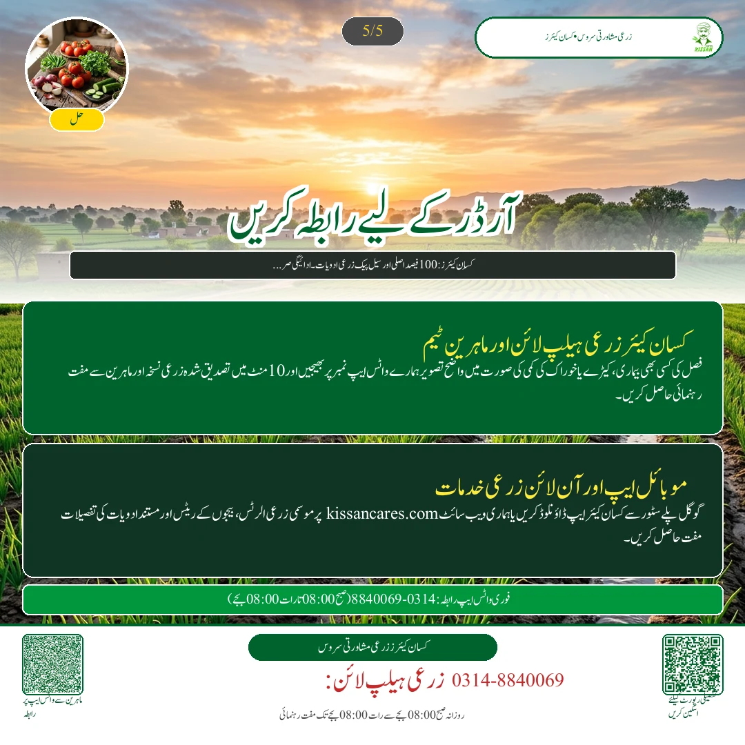 Potato: آلو کی بہاریہ فصل کے لیے کولڈ سٹوریج سے بیج کی تیاری اور پھپھوندی کش زہر سے علاج - Govt Recommendations & Helpline