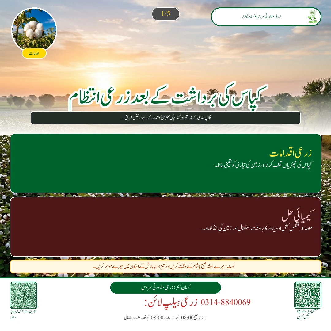 Cotton: کپاس کی آخری چنائی کے بعد چھڑیاں تلف کرنا: گلابی سنڈی کا سرمائی خاتمہ اور گندم کی تیاری
