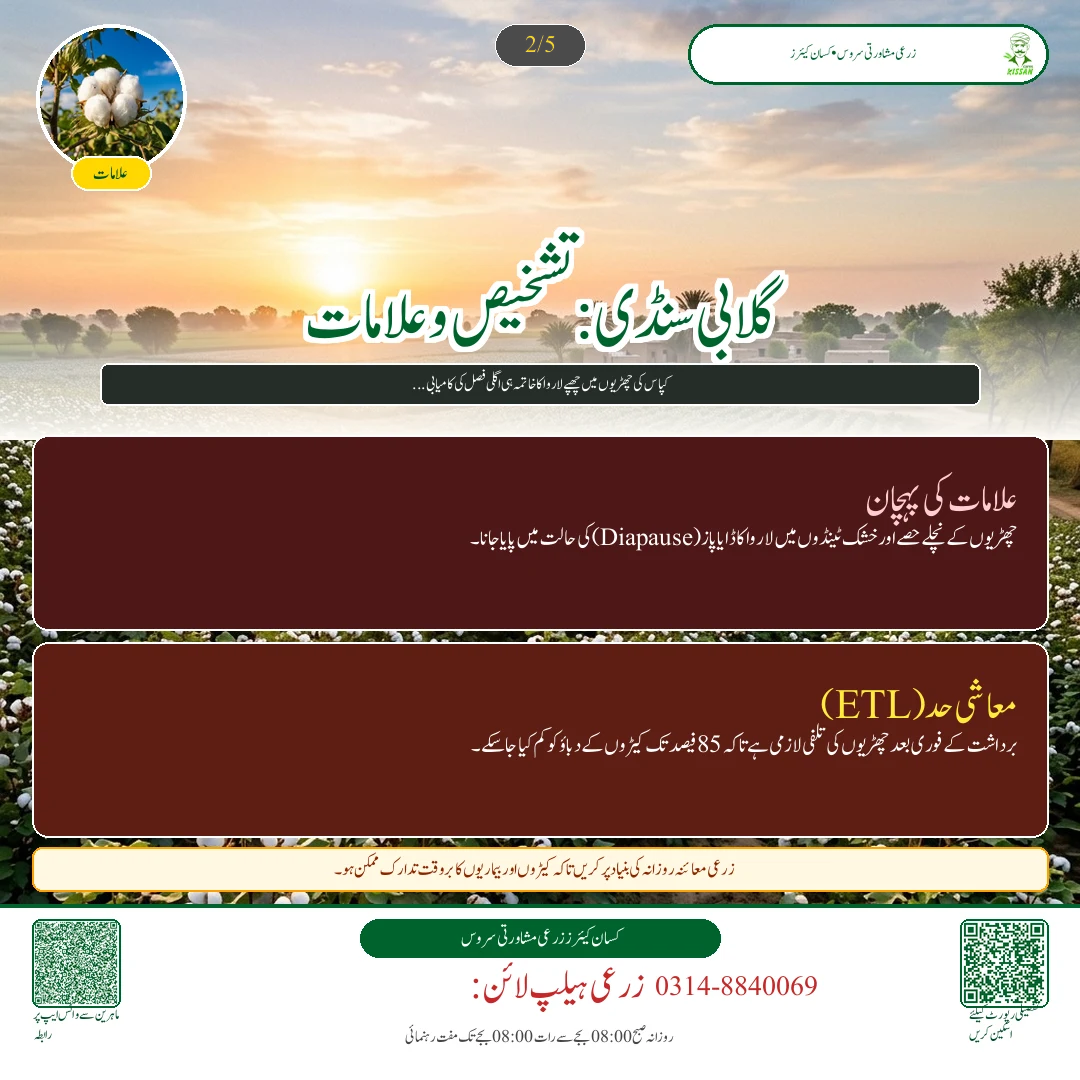 Cotton: کپاس کی آخری چنائی کے بعد چھڑیاں تلف کرنا: گلابی سنڈی کا سرمائی خاتمہ اور گندم کی تیاری - Varieties & Agronomy