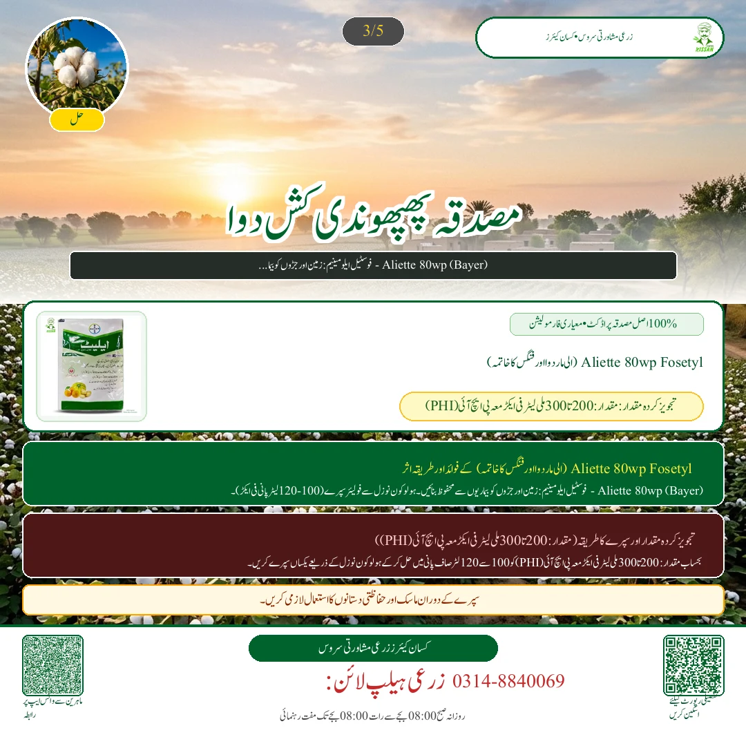Cotton: کپاس کی آخری چنائی کے بعد چھڑیاں تلف کرنا: گلابی سنڈی کا سرمائی خاتمہ اور گندم کی تیاری - Fertilizer & Soil Nutrition