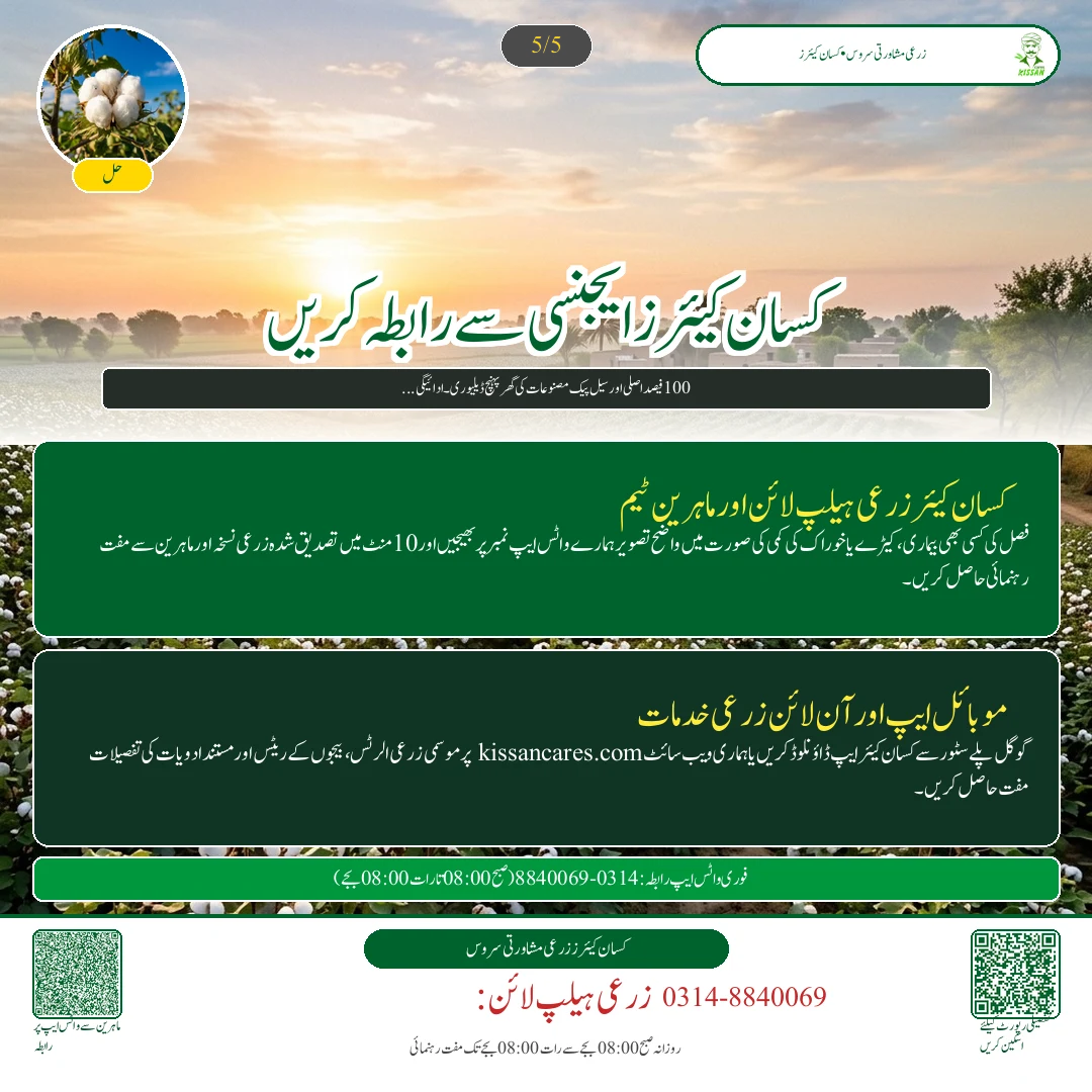 Cotton: کپاس کی آخری چنائی کے بعد چھڑیاں تلف کرنا: گلابی سنڈی کا سرمائی خاتمہ اور گندم کی تیاری - Govt Recommendations & Helpline