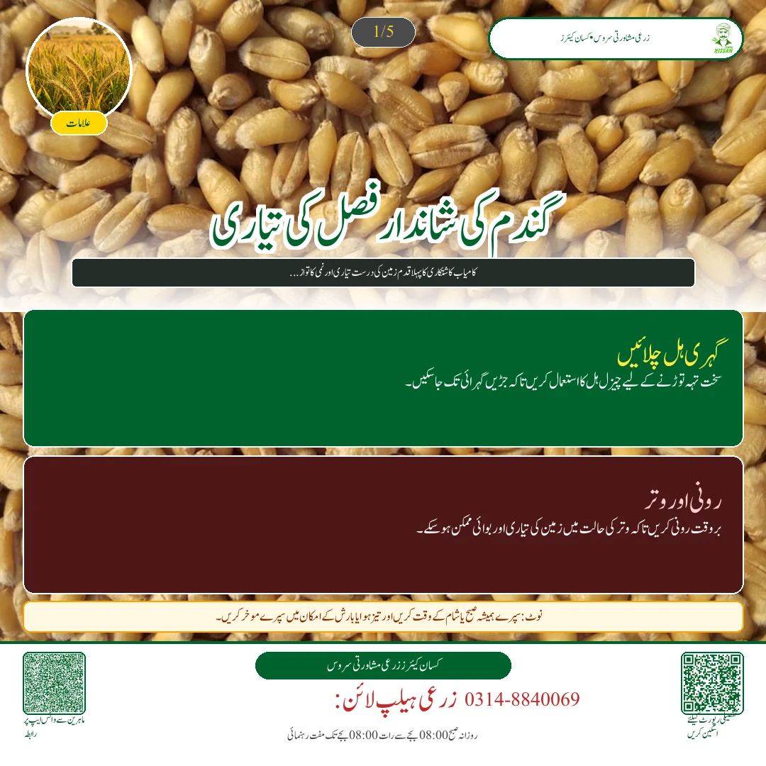 Wheat: گندم کی کاشت کے لیے زمین کی تیاری: رونائی کے وقت وتر کا تحفظ اور گہری جوتائی [Advisory Oct 12] - Overview & Key Symptoms