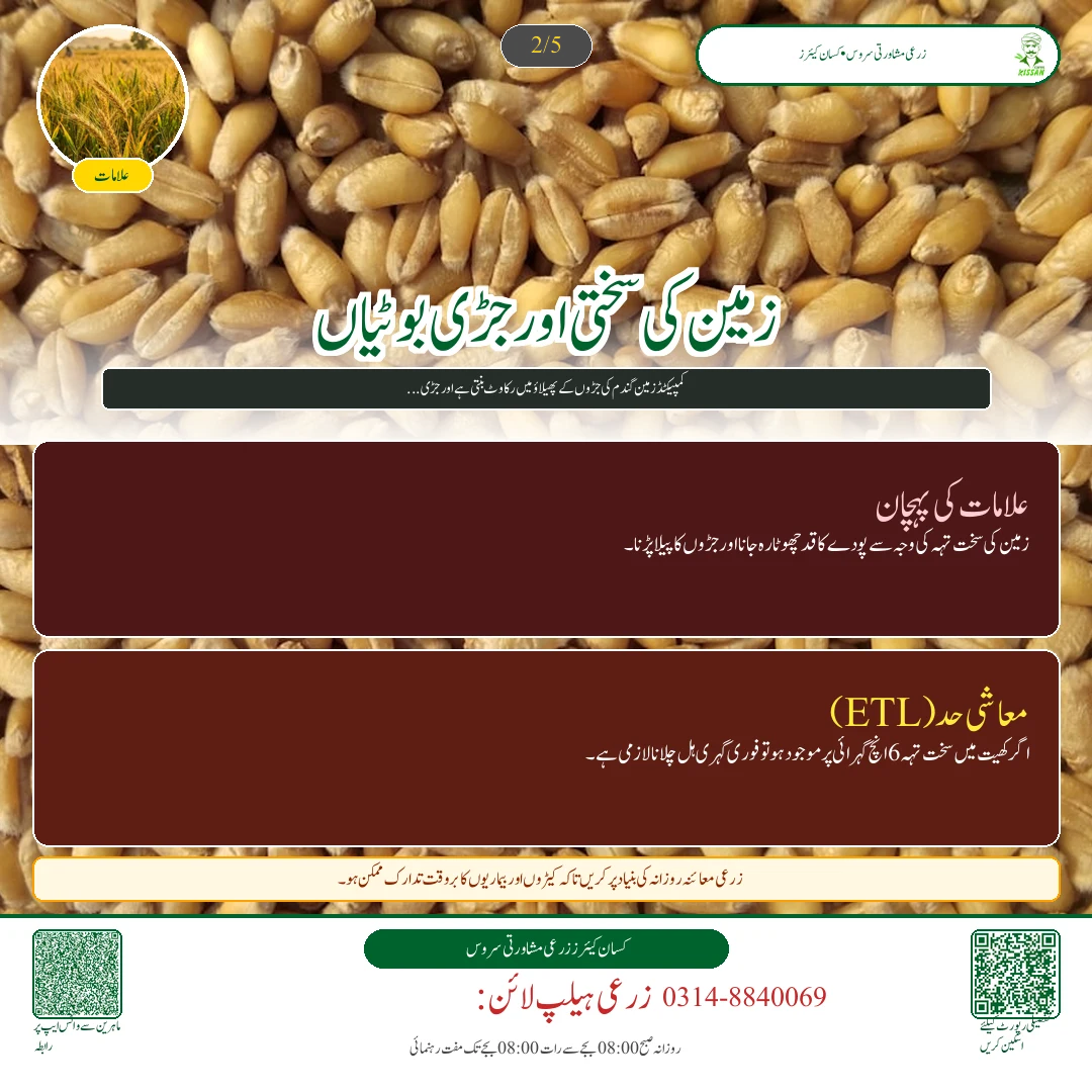 Wheat: گندم کی کاشت کے لیے زمین کی تیاری: رونائی کے وقت وتر کا تحفظ اور گہری جوتائی [Advisory Oct 12] - Varieties & Agronomy