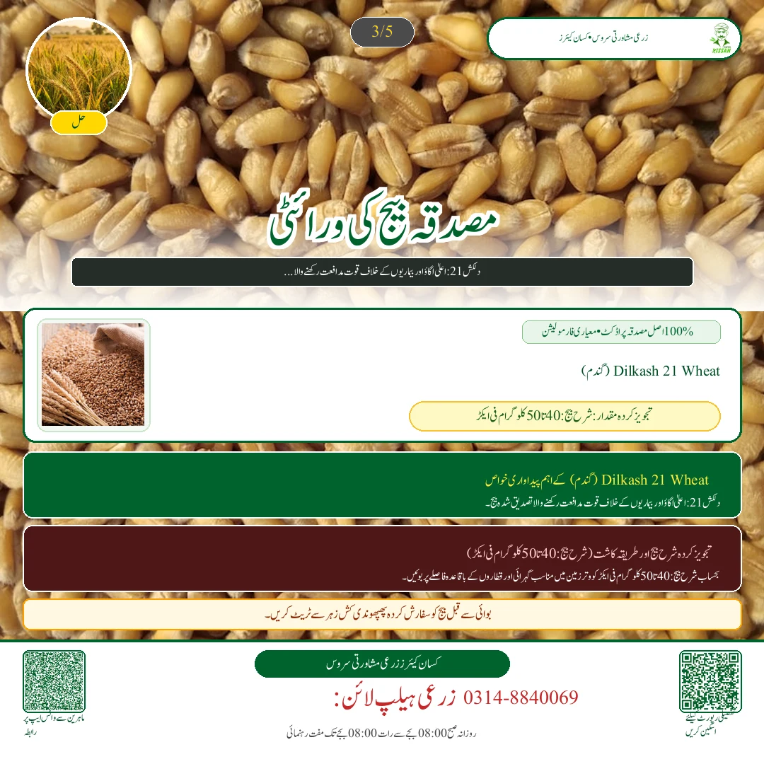Wheat: گندم کی کاشت کے لیے زمین کی تیاری: رونائی کے وقت وتر کا تحفظ اور گہری جوتائی [Advisory Oct 12] - Fertilizer & Soil Nutrition