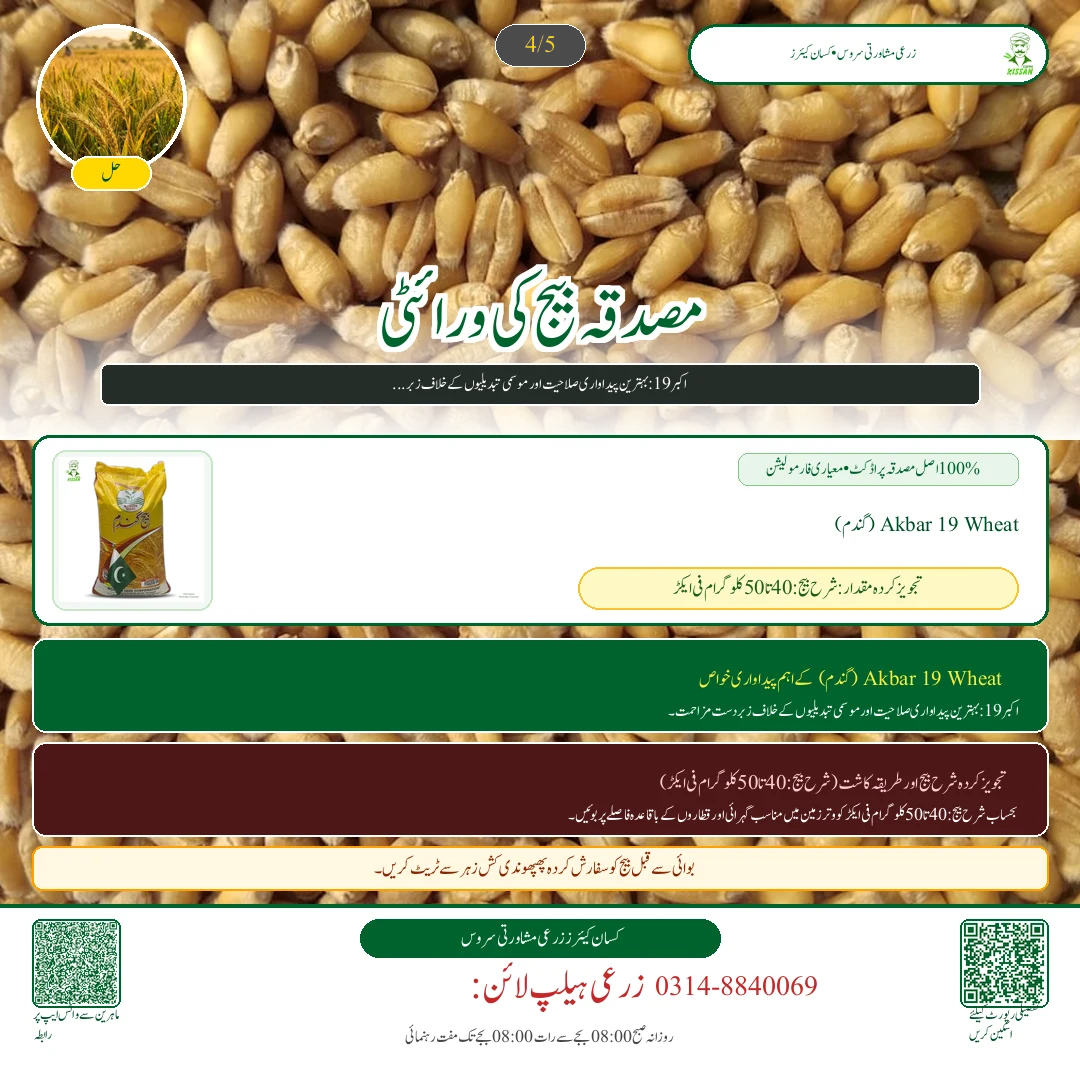 Wheat: گندم کی کاشت کے لیے زمین کی تیاری: رونائی کے وقت وتر کا تحفظ اور گہری جوتائی [Advisory Oct 12] - Pest Control & Spray Schedule