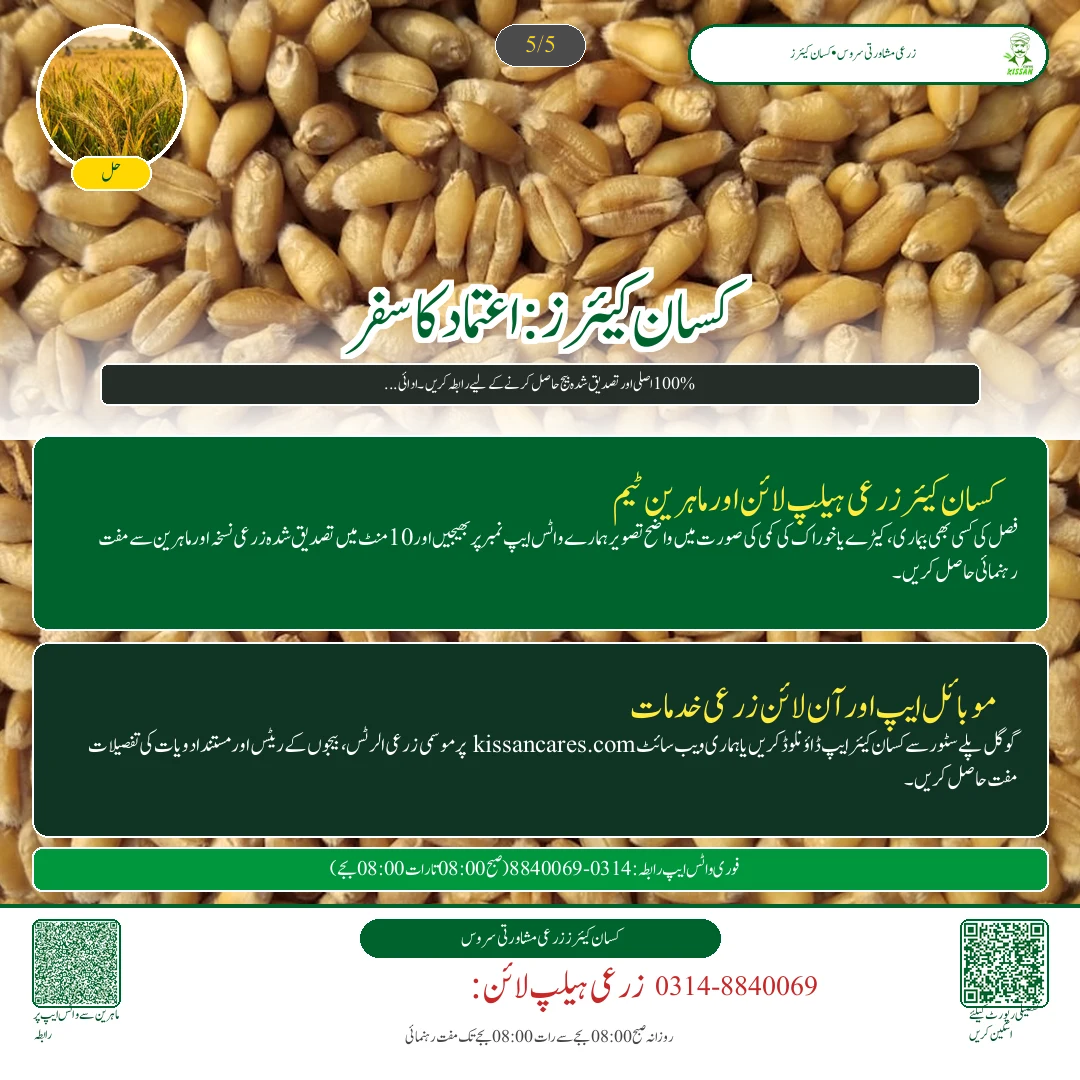 Wheat: گندم کی کاشت کے لیے زمین کی تیاری: رونائی کے وقت وتر کا تحفظ اور گہری جوتائی [Advisory Oct 12] - Govt Recommendations & Helpline