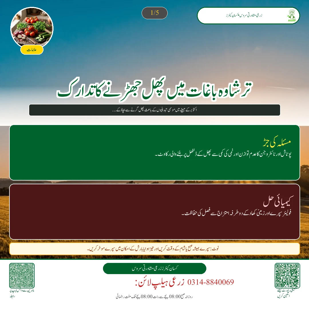 Citrus: اکتوبر میں کینو کا پھل گرنے سے بچاؤ: پوٹاشیم نائٹریٹ کا سپرے اور پانی کی درست ٹائمنگ - Overview & Key Symptoms