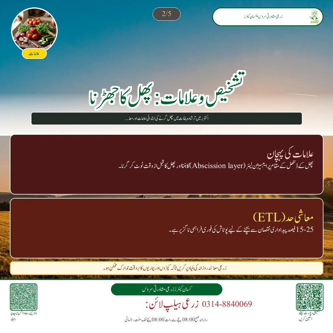 Citrus: اکتوبر میں کینو کا پھل گرنے سے بچاؤ: پوٹاشیم نائٹریٹ کا سپرے اور پانی کی درست ٹائمنگ - Varieties & Agronomy