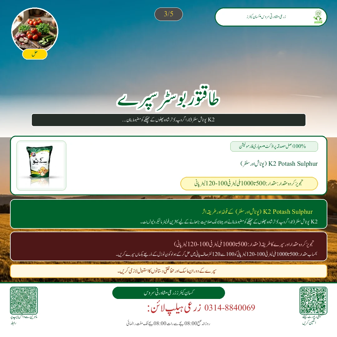 Citrus: اکتوبر میں کینو کا پھل گرنے سے بچاؤ: پوٹاشیم نائٹریٹ کا سپرے اور پانی کی درست ٹائمنگ - Fertilizer & Soil Nutrition