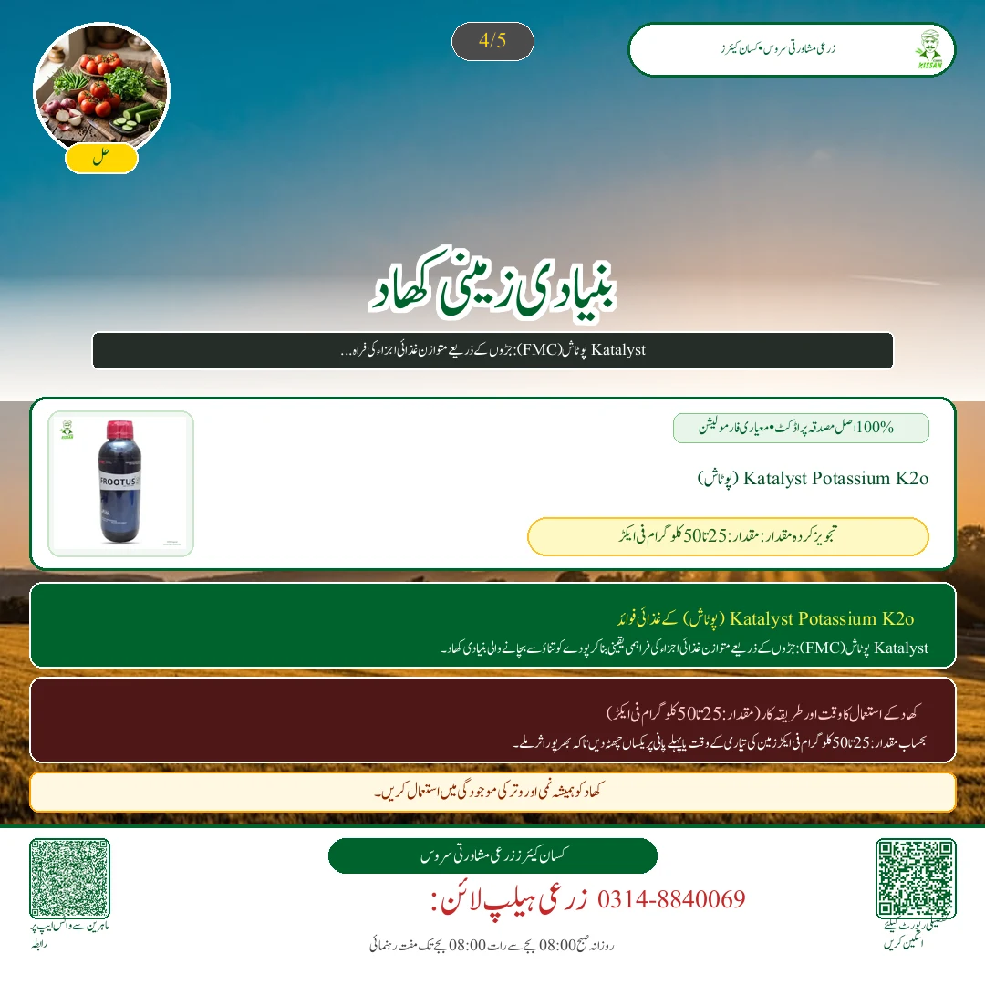 Citrus: اکتوبر میں کینو کا پھل گرنے سے بچاؤ: پوٹاشیم نائٹریٹ کا سپرے اور پانی کی درست ٹائمنگ - Pest Control & Spray Schedule