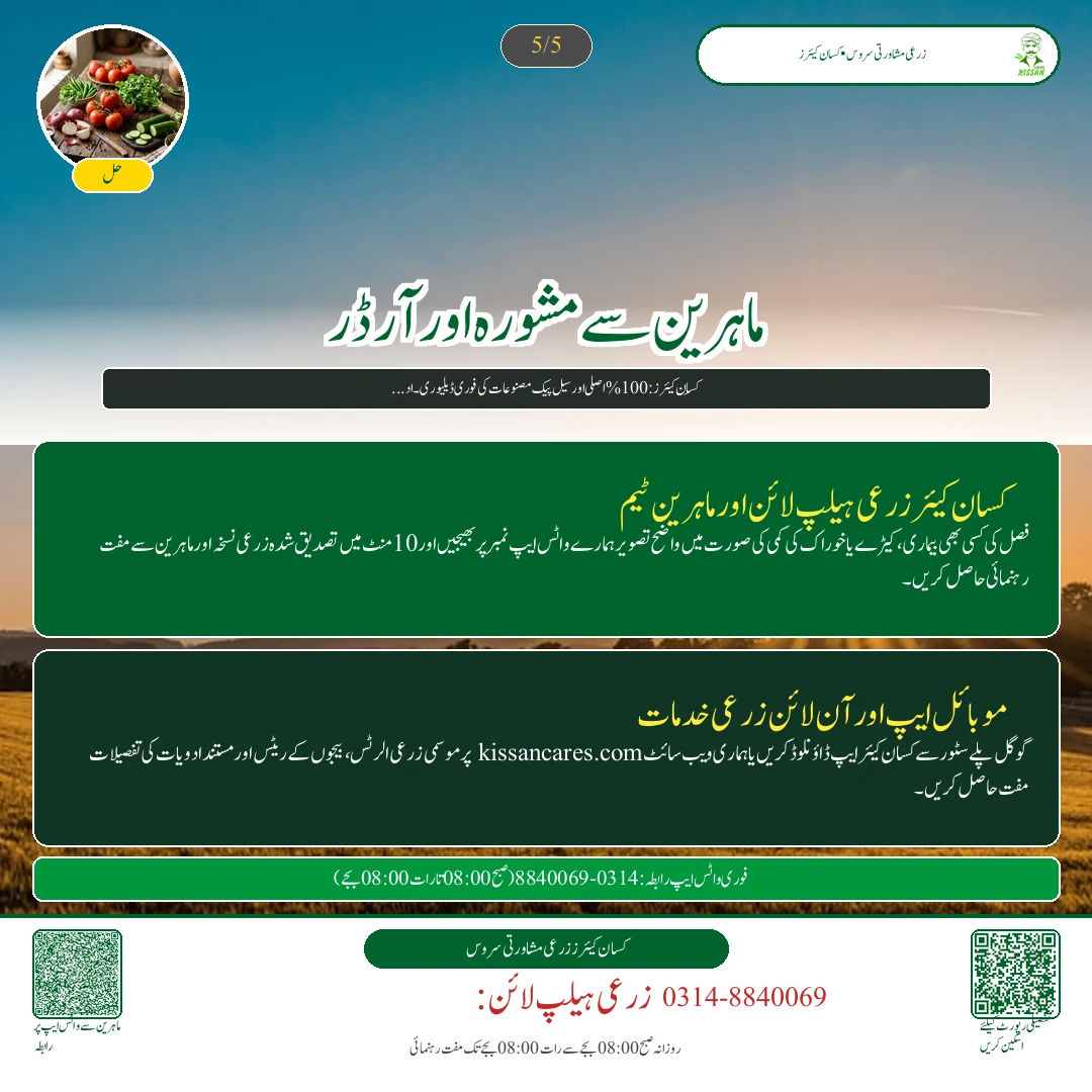 Citrus: اکتوبر میں کینو کا پھل گرنے سے بچاؤ: پوٹاشیم نائٹریٹ کا سپرے اور پانی کی درست ٹائمنگ - Govt Recommendations & Helpline