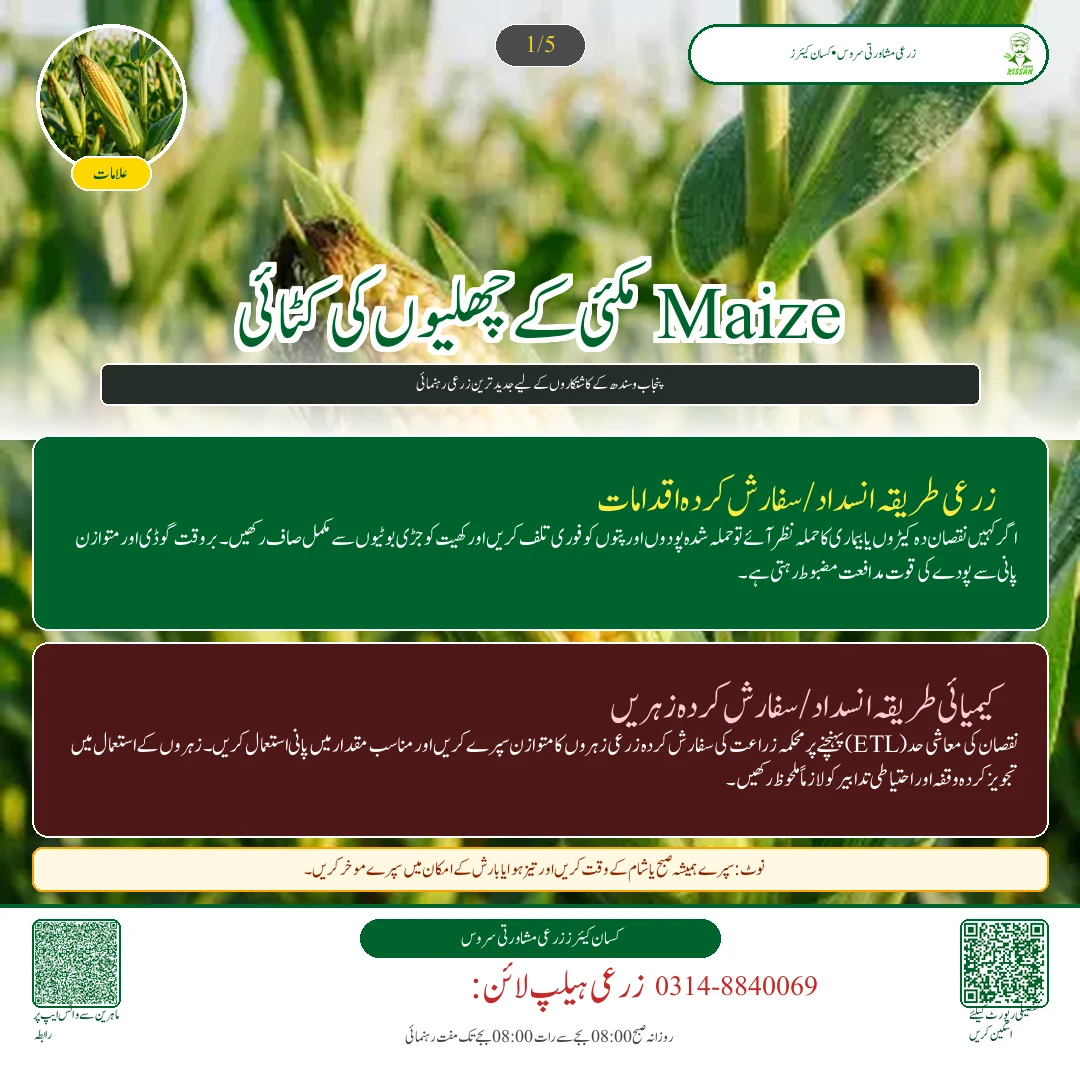 Maize: مکئی کے چھلیوں کی کٹائی: نمی کی جانچ، سکھانے کا طریقہ اور افلاٹوکسن سے حفاظت