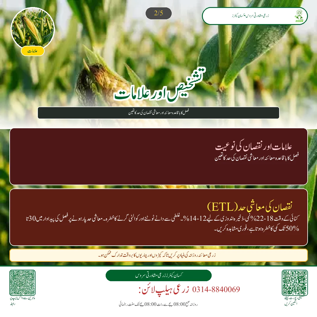 Maize: مکئی کے چھلیوں کی کٹائی: نمی کی جانچ، سکھانے کا طریقہ اور افلاٹوکسن سے حفاظت - Varieties & Agronomy
