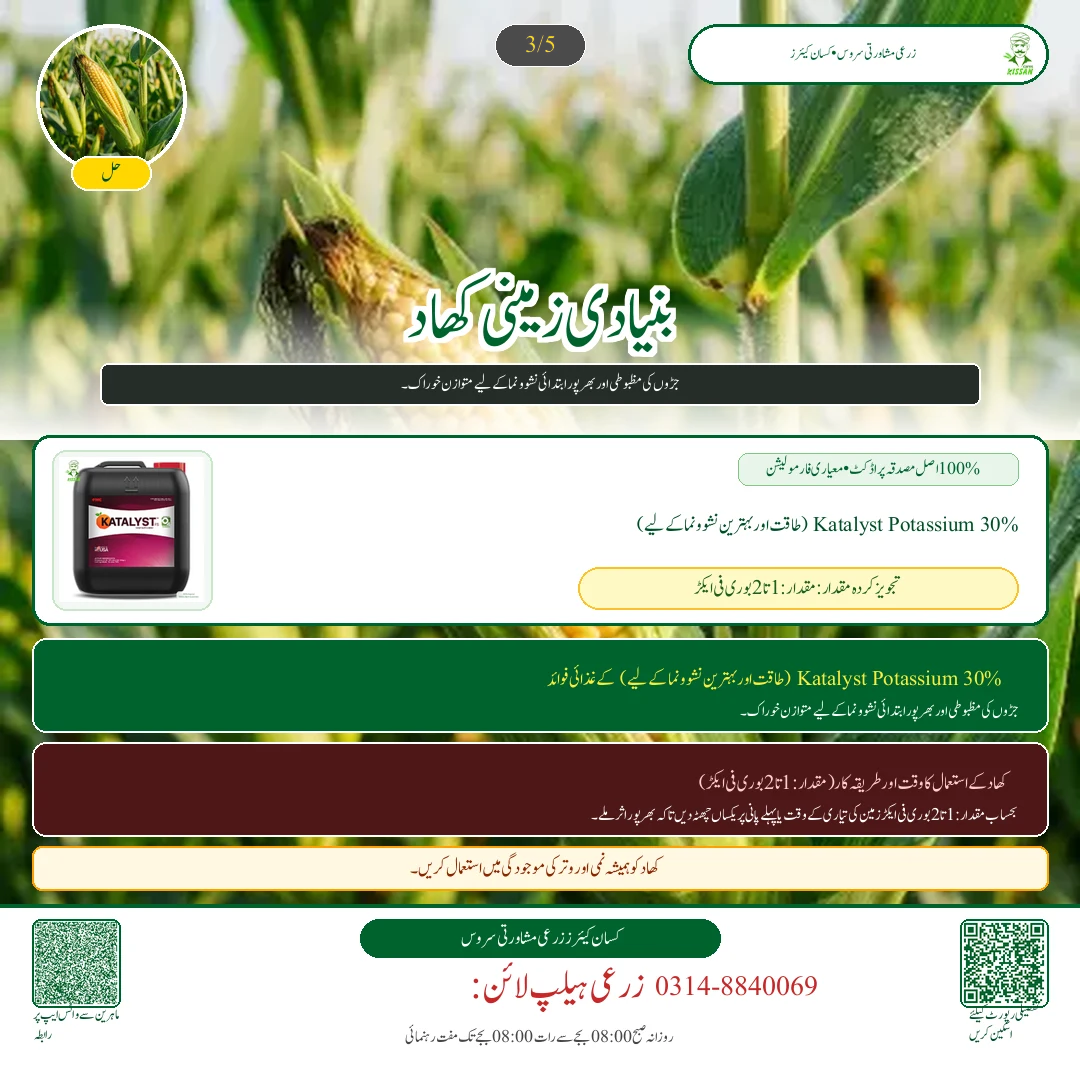 Maize: مکئی کے چھلیوں کی کٹائی: نمی کی جانچ، سکھانے کا طریقہ اور افلاٹوکسن سے حفاظت - Fertilizer & Soil Nutrition