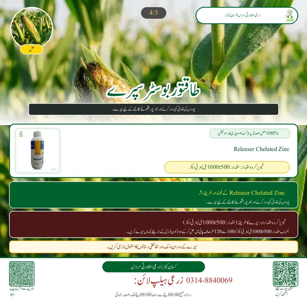 Maize: مکئی کے چھلیوں کی کٹائی: نمی کی جانچ، سکھانے کا طریقہ اور افلاٹوکسن سے حفاظت - Pest Control & Spray Schedule