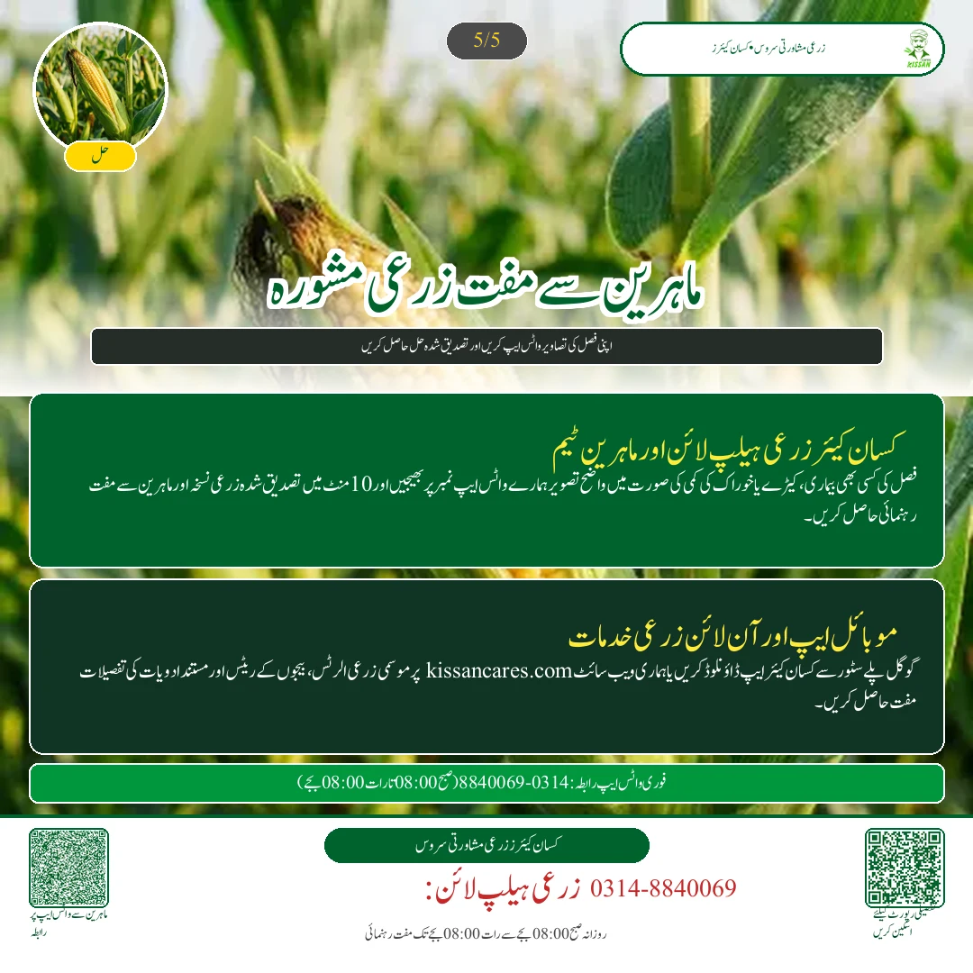 Maize: مکئی کے چھلیوں کی کٹائی: نمی کی جانچ، سکھانے کا طریقہ اور افلاٹوکسن سے حفاظت - Govt Recommendations & Helpline